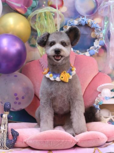 20240824シルヴァくん